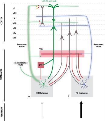 Corticothalamic Pathways From Layer 5: Emerging Roles in Computation and Pathology